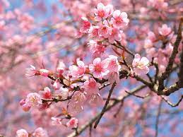 May Holidays